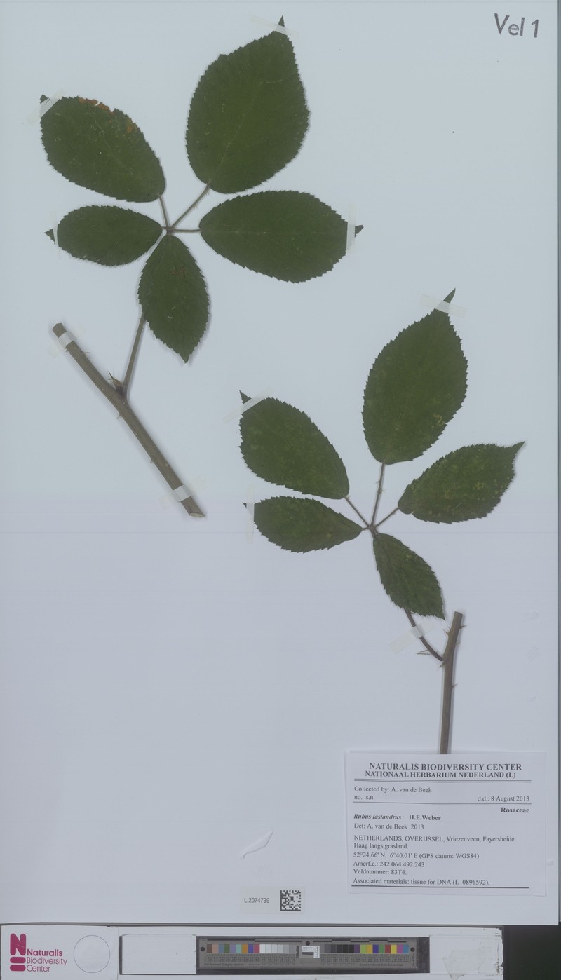 Rubus lasiandrus photo 4
