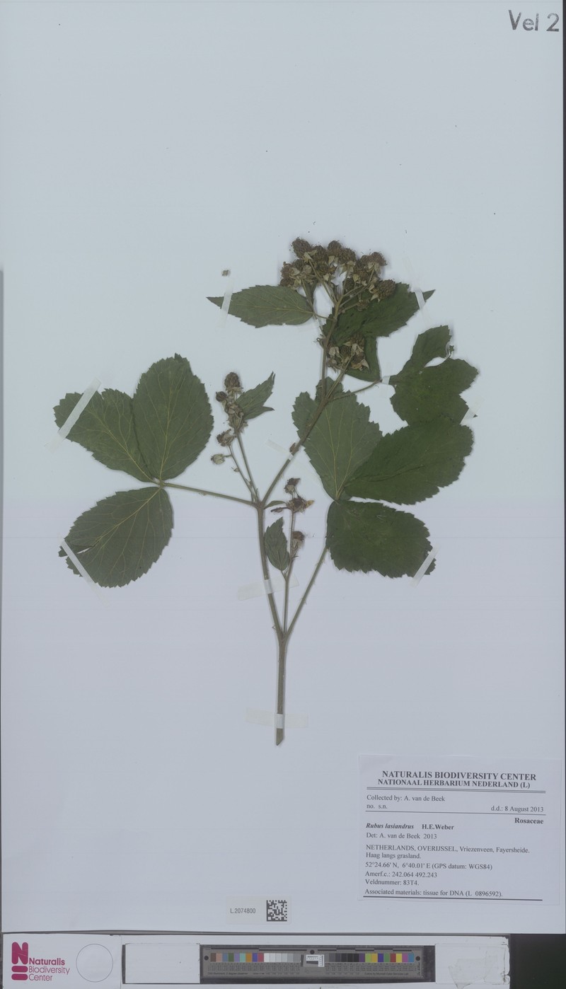 Rubus lasiandrus photo 5