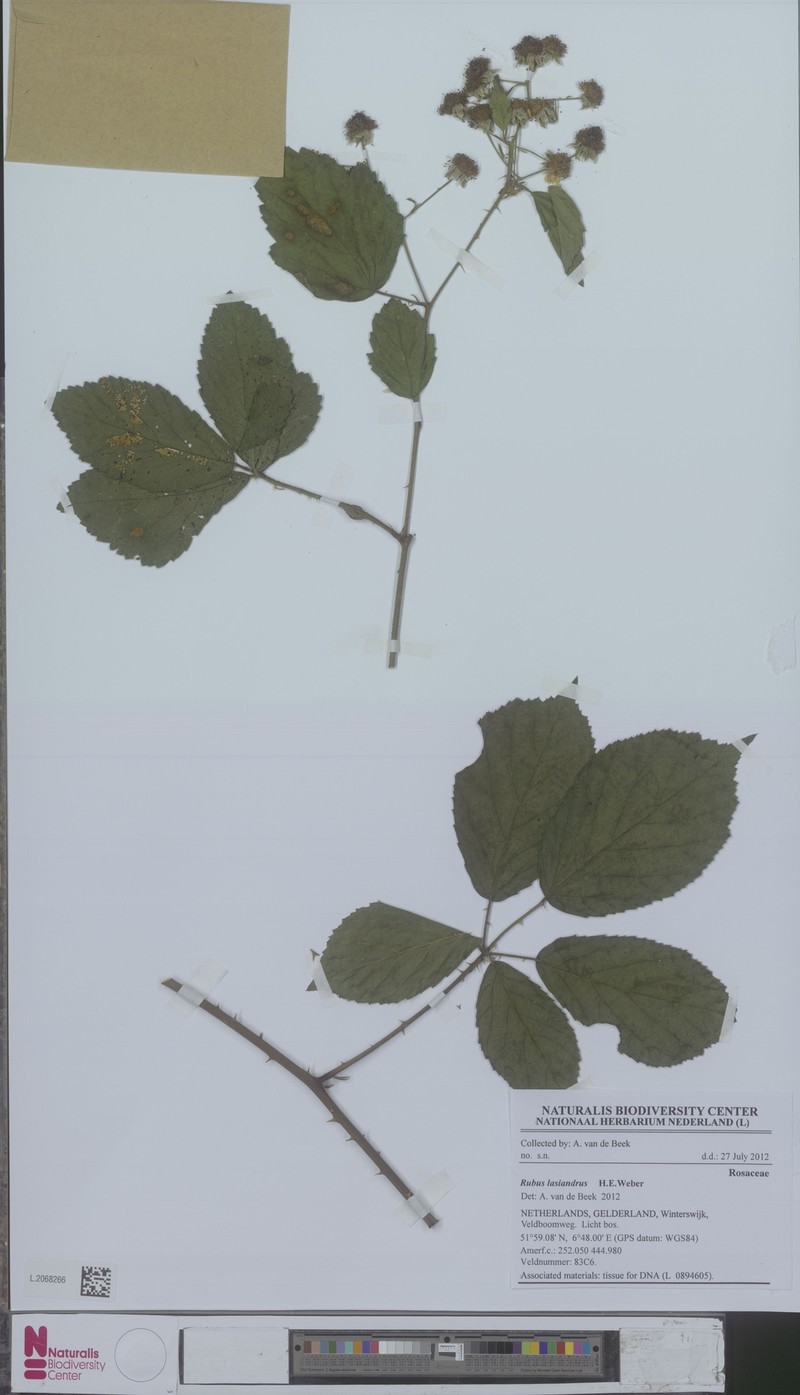 Rubus lasiandrus photo 6