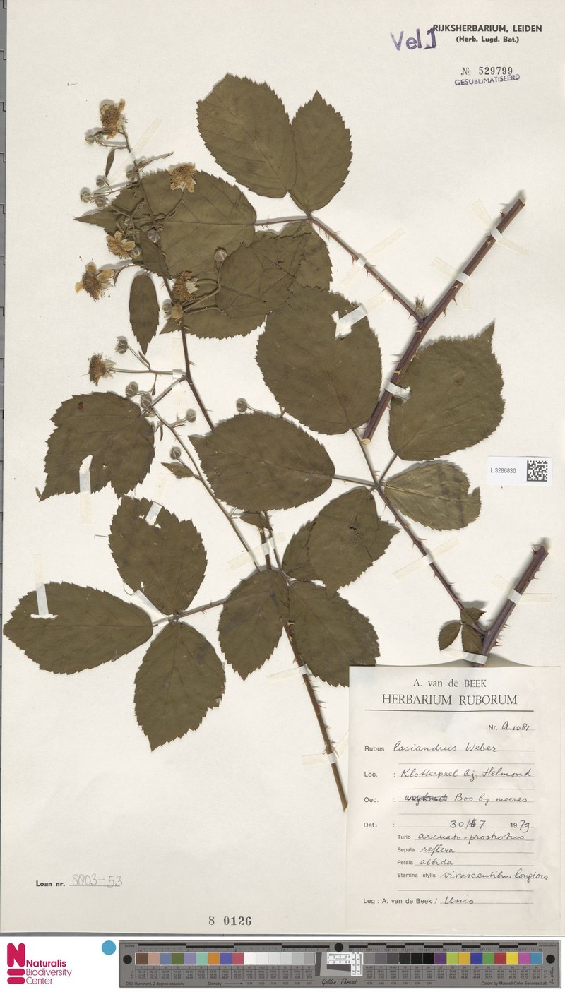 Rubus lasiandrus photo 7