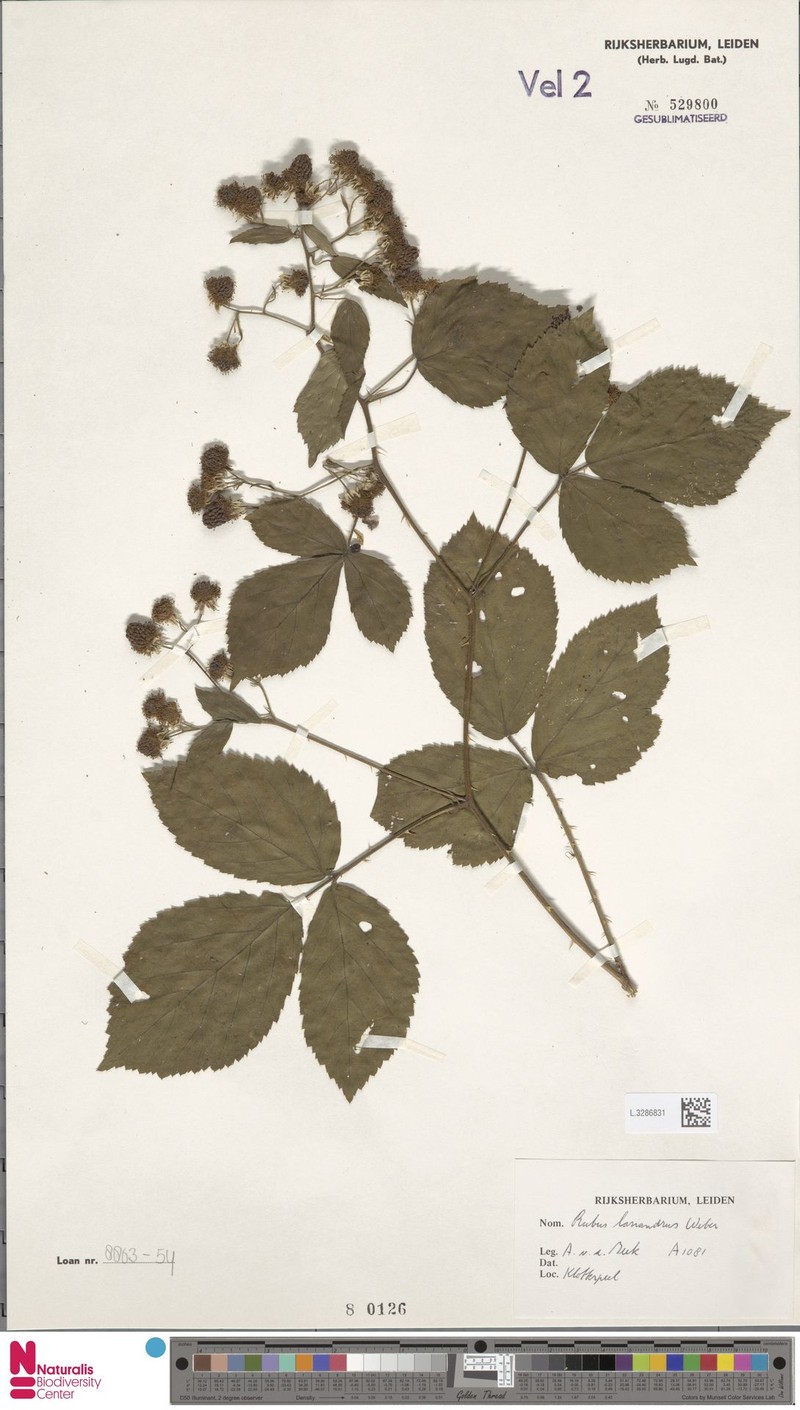 Rubus lasiandrus photo 8