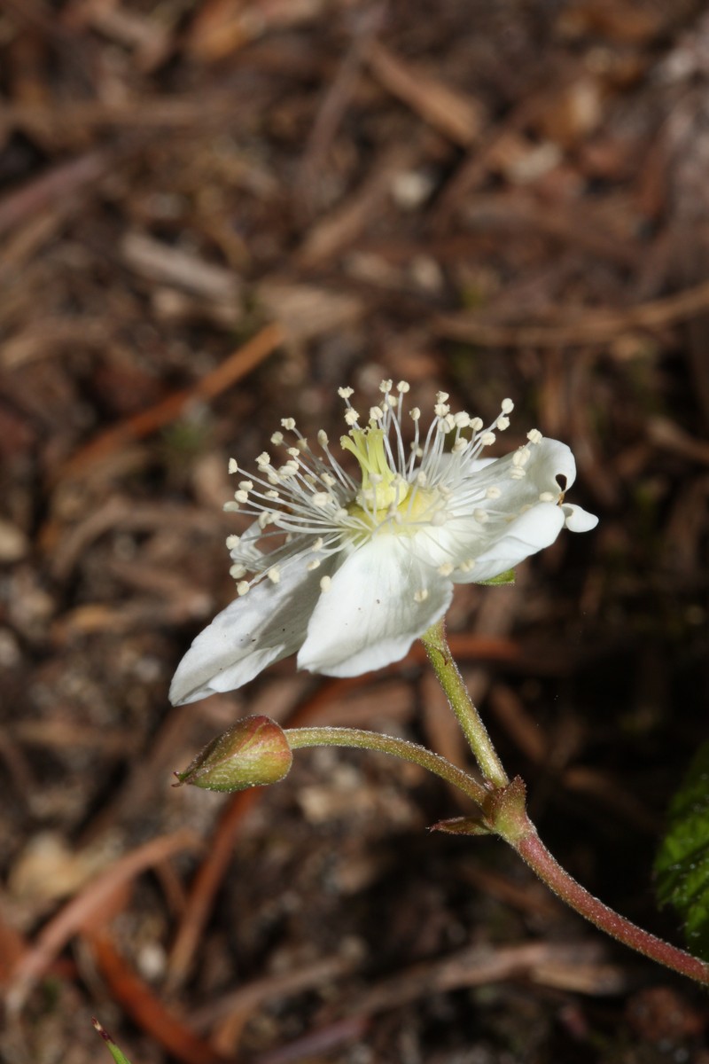 Roughfruit Berry photo 5