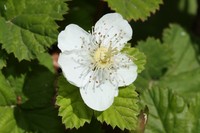 Roughfruit Berry