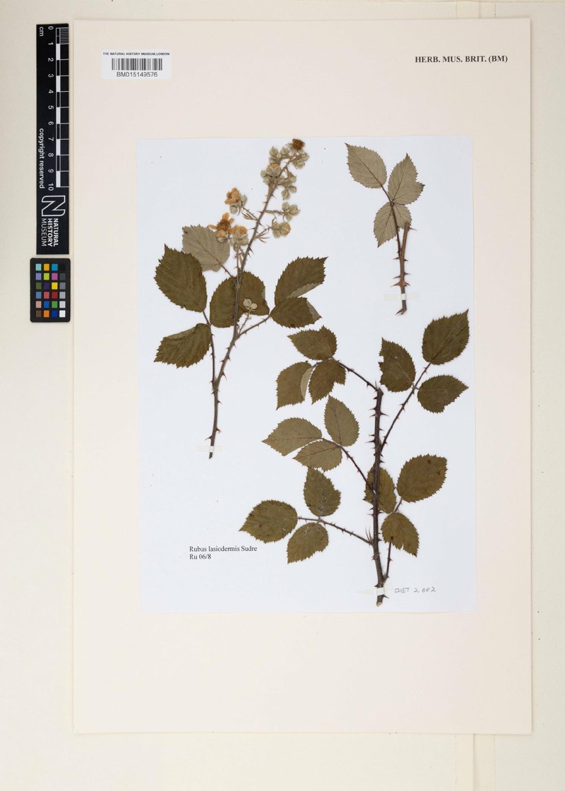 Rubus lasiodermis