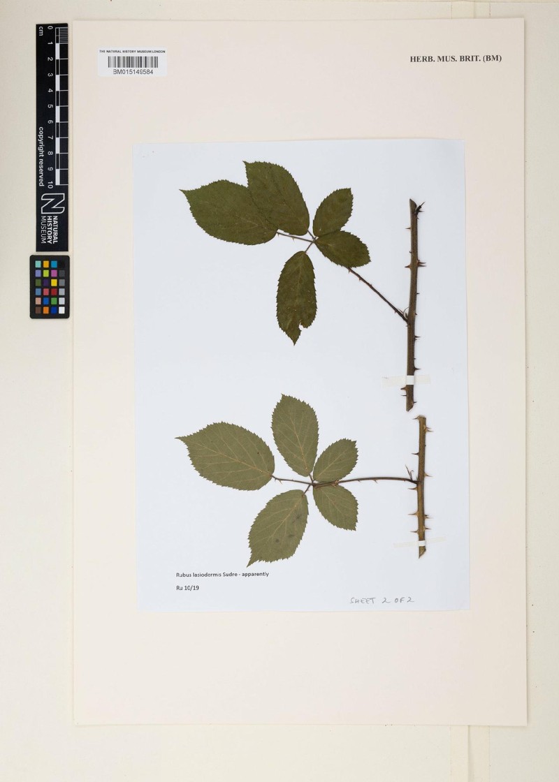 Rubus lasiodermis photo 2