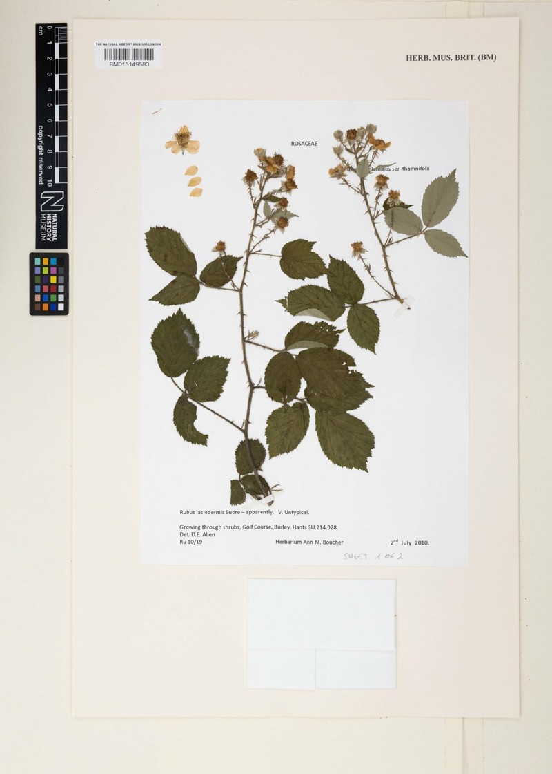 Rubus lasiodermis photo 3