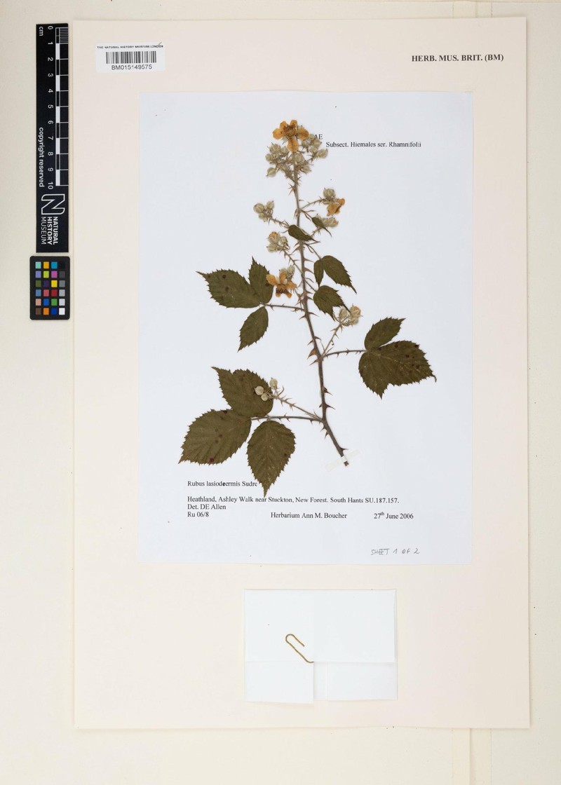 Rubus lasiodermis photo 4