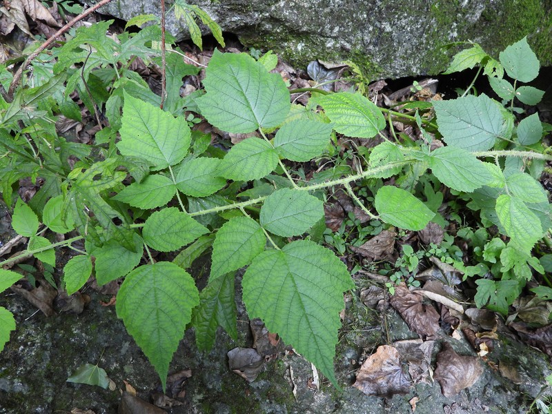 Rubus lasiostylus