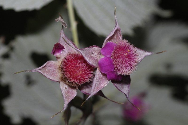 Rubus lasiostylus photo 2