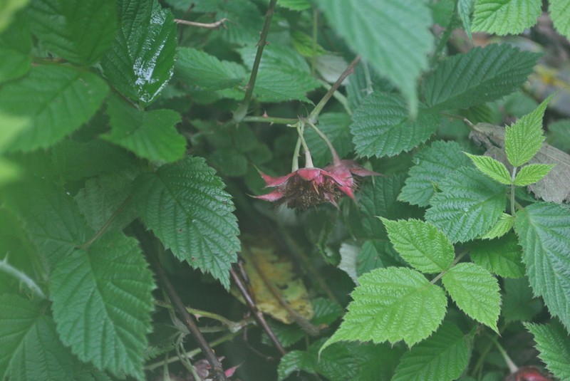 Rubus lasiostylus photo 3