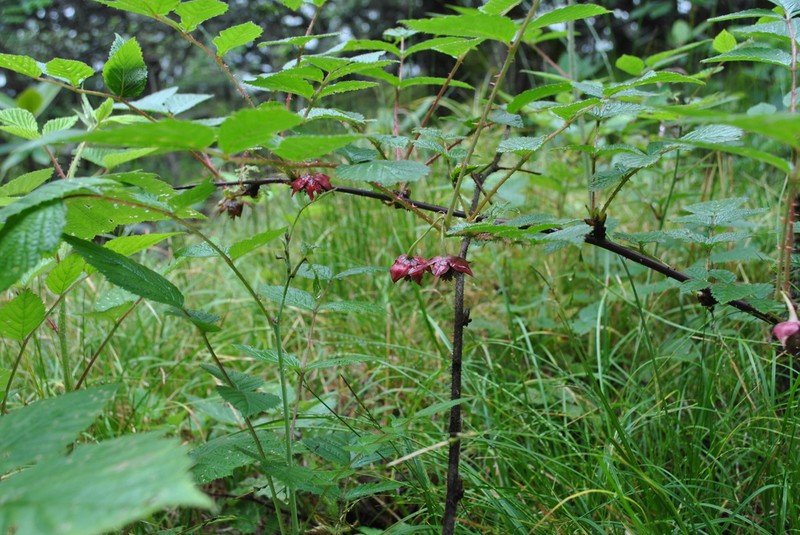 Rubus lasiostylus photo 4
