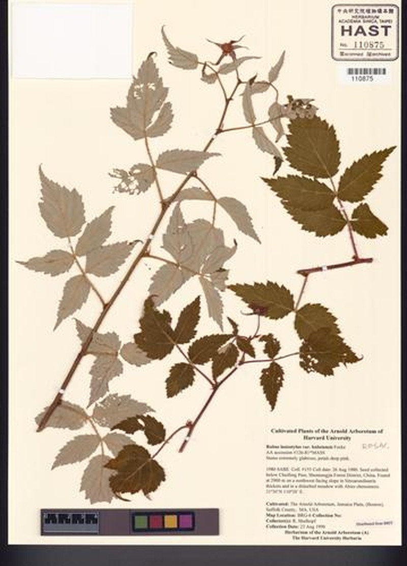 Rubus lasiostylus var. hubeiensis