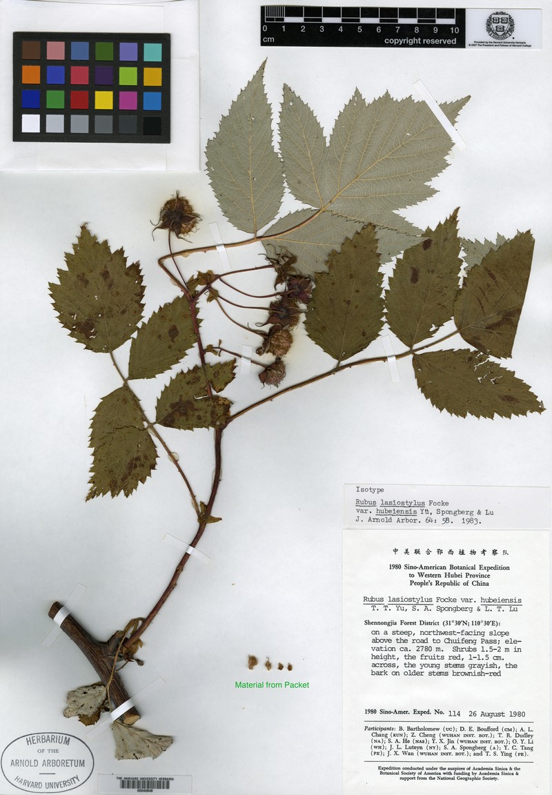 Rubus lasiostylus var. hubeiensis photo 2