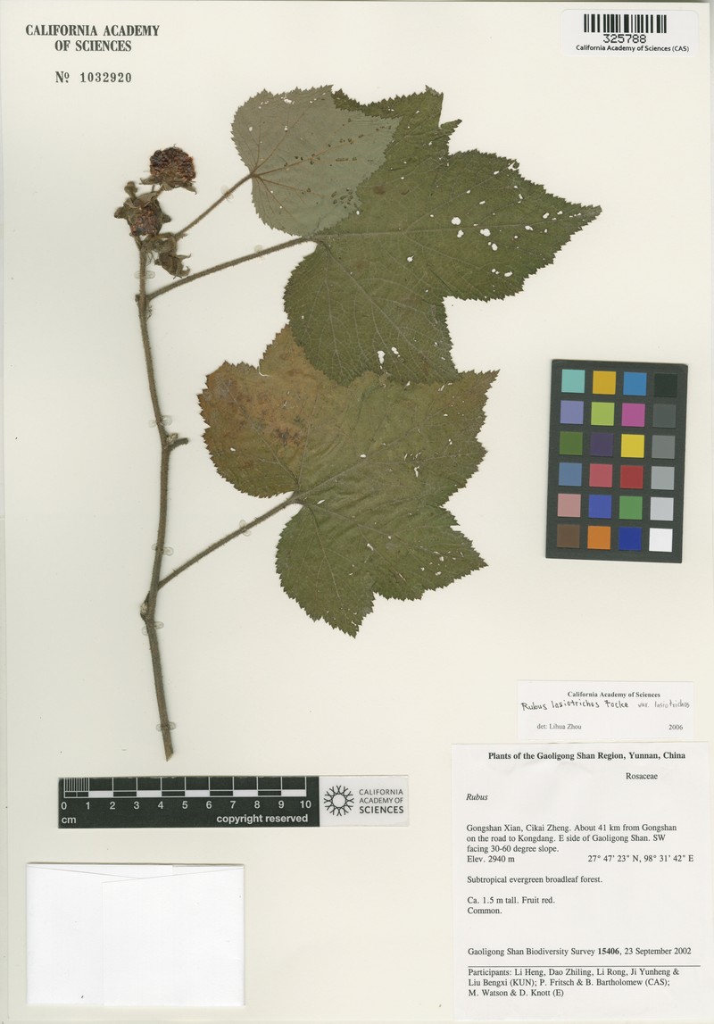 Rubus lasiotrichos