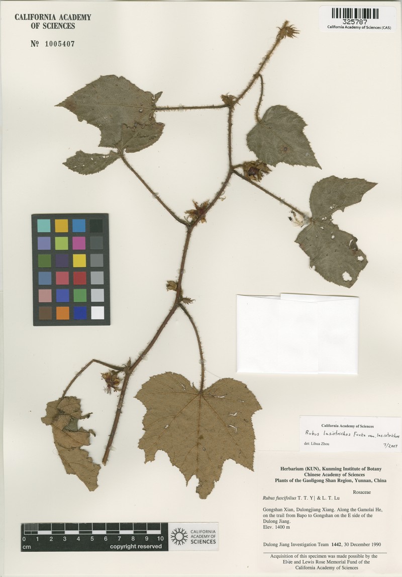 Rubus lasiotrichos photo 2