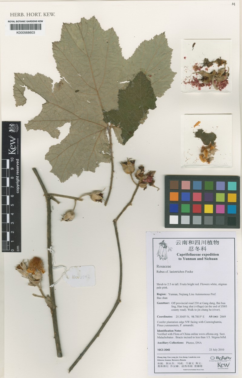 Rubus lasiotrichos photo 3