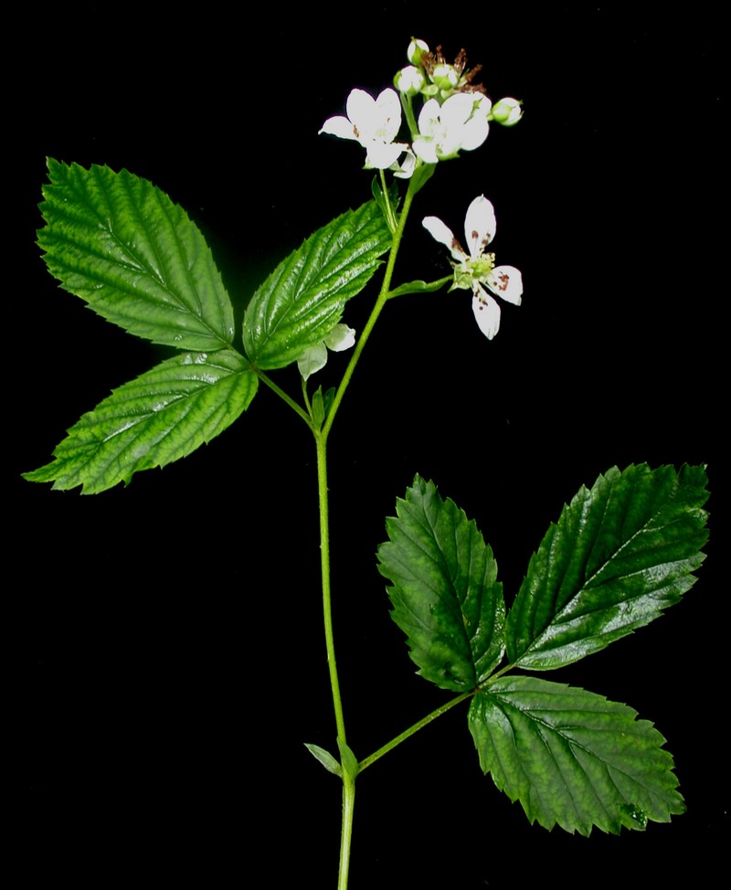 Massachusetts Blackberry