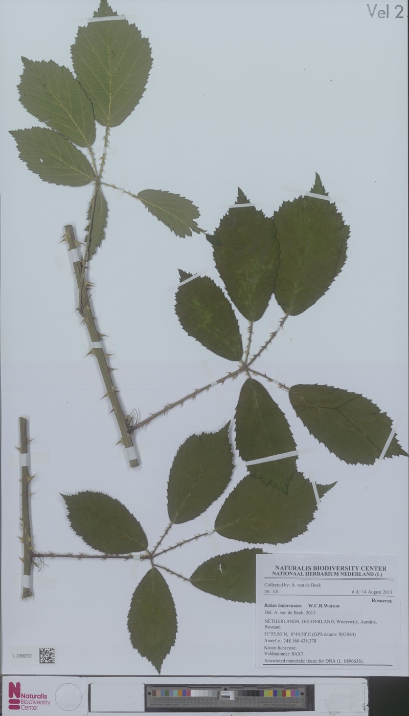 Rubus latiarcuatus