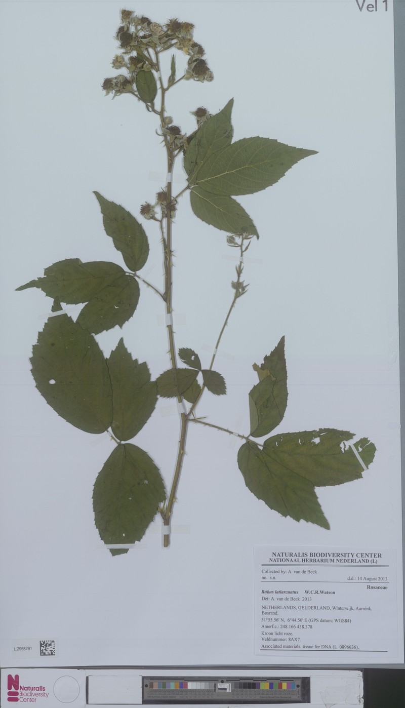 Rubus latiarcuatus photo 2