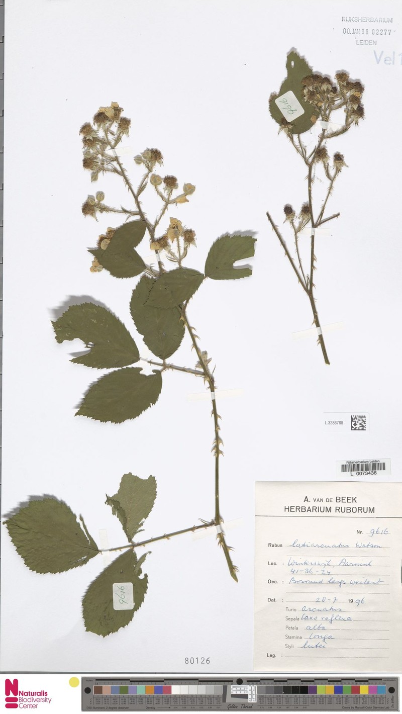 Rubus latiarcuatus photo 3