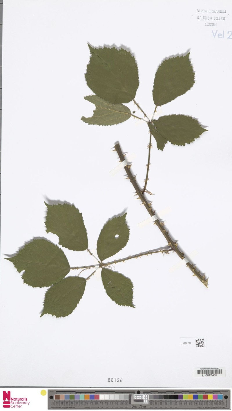 Rubus latiarcuatus photo 4