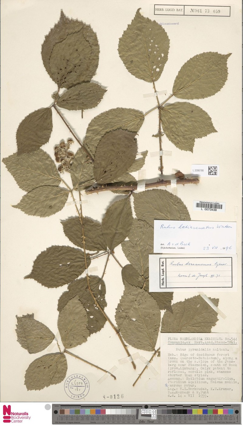 Rubus latiarcuatus photo 5