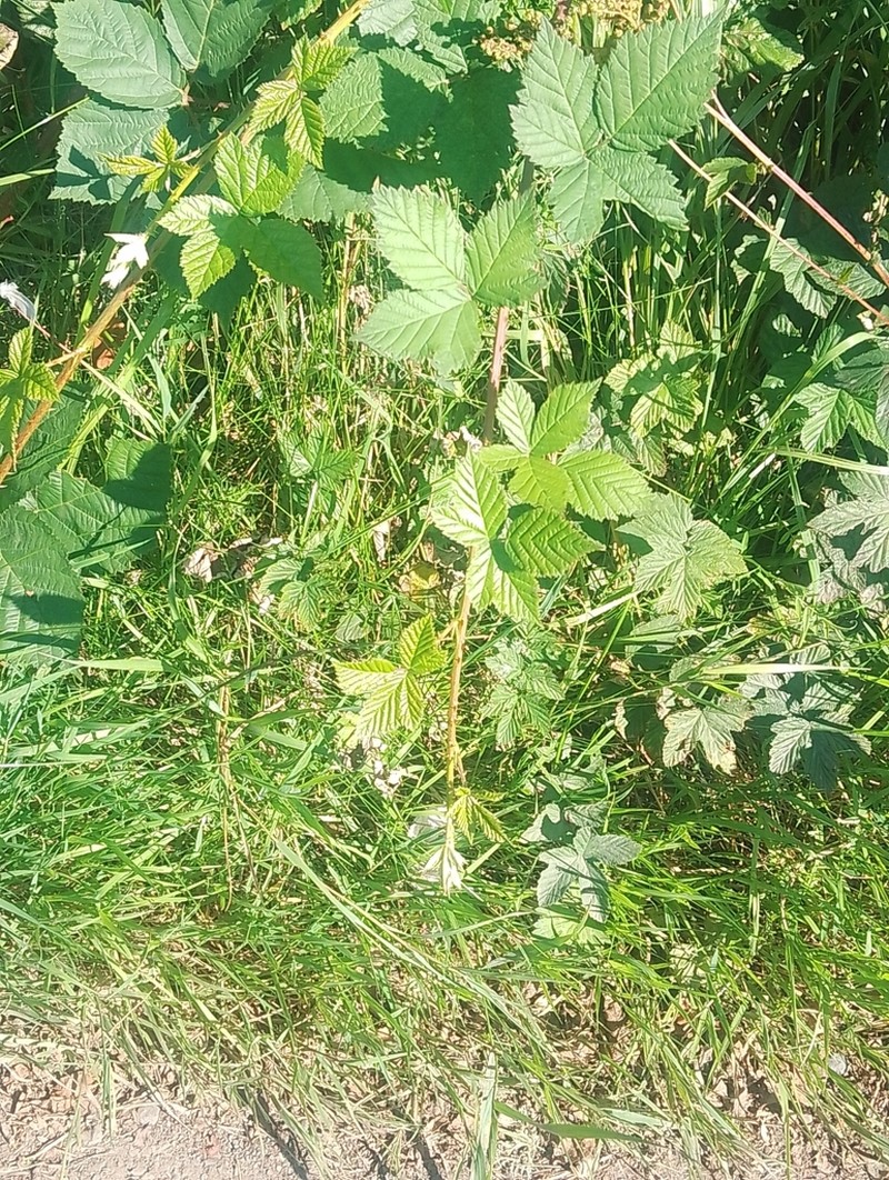 Rubus latifolius photo 2