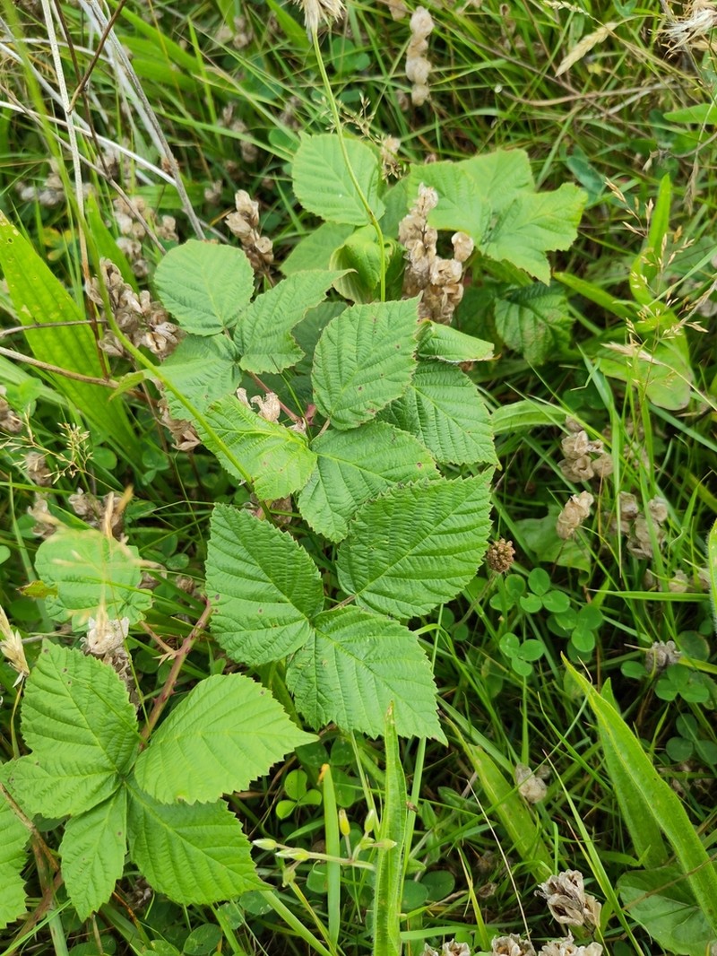 Rubus latifolius photo 3