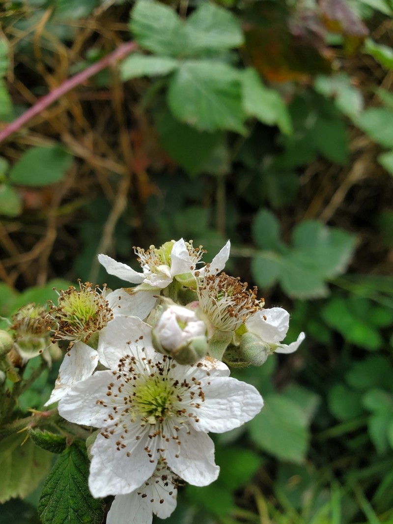Rubus latifolius photo 4