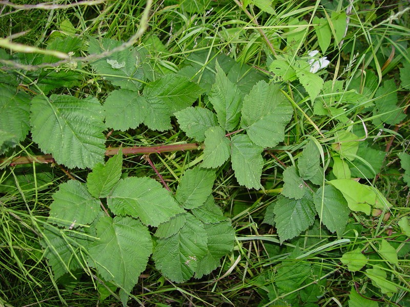 Rubus latifolius photo 5