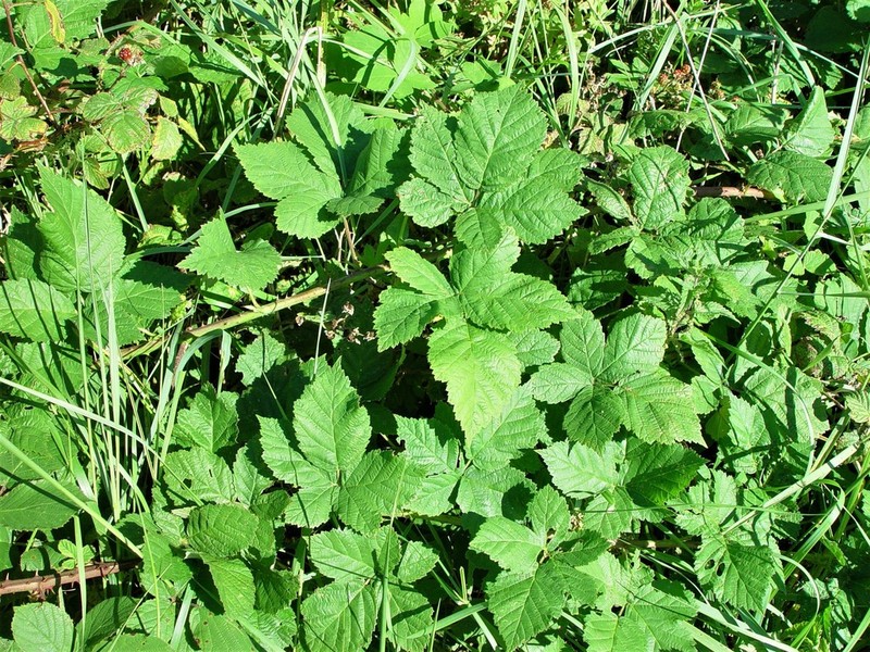 Rubus latifolius photo 6