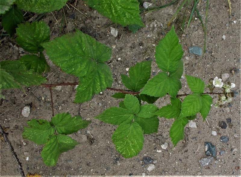 Rubus latifolius photo 7