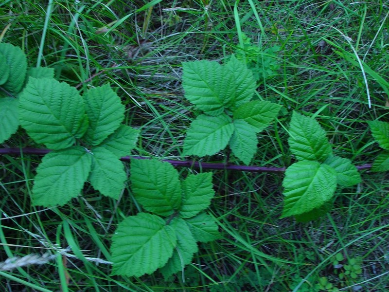 Rubus latifolius photo 8