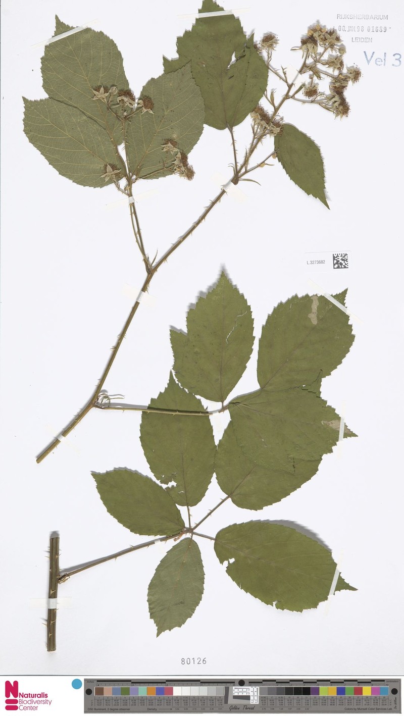 Rubus latior