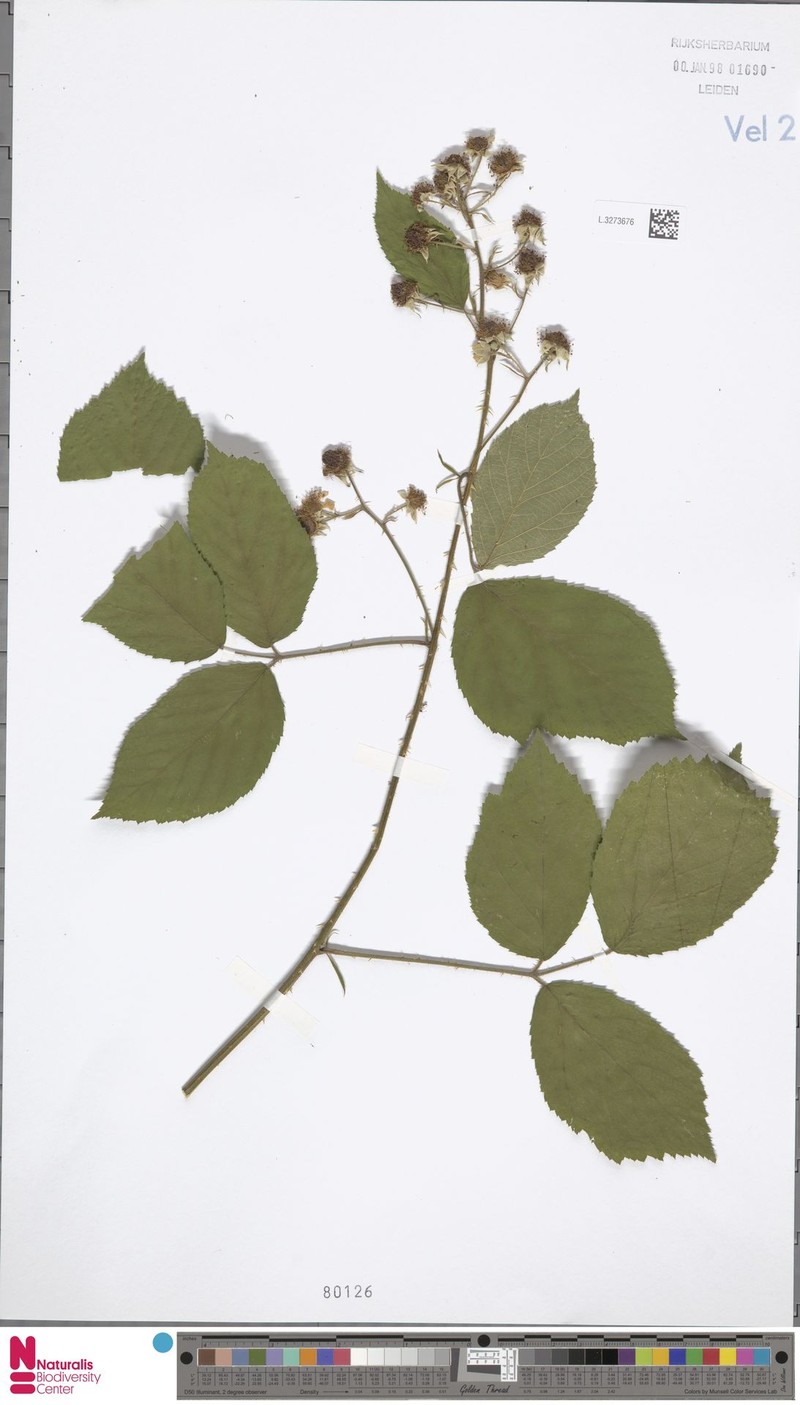 Rubus latior photo 2
