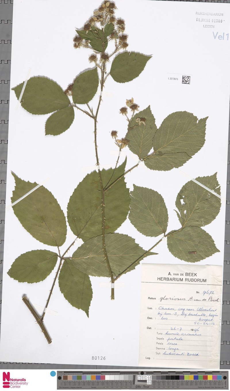 Rubus latior photo 3