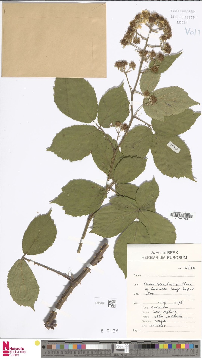 Rubus latior photo 4