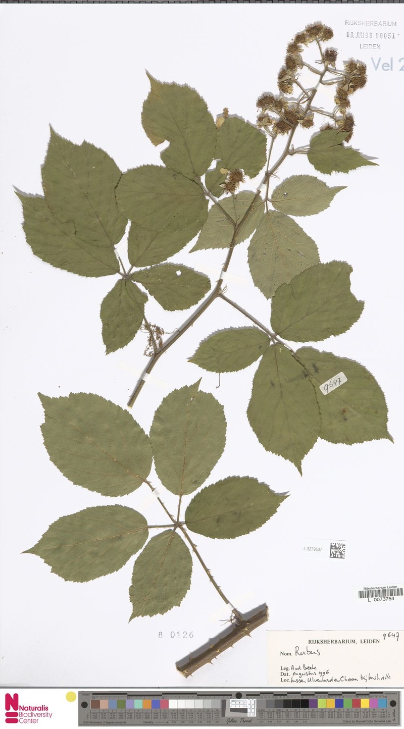 Rubus latior photo 5