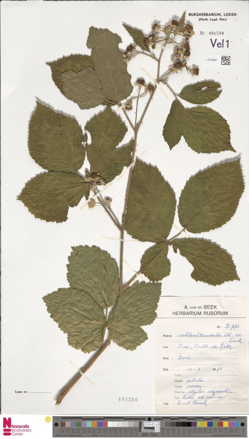 Rubus latior photo 6