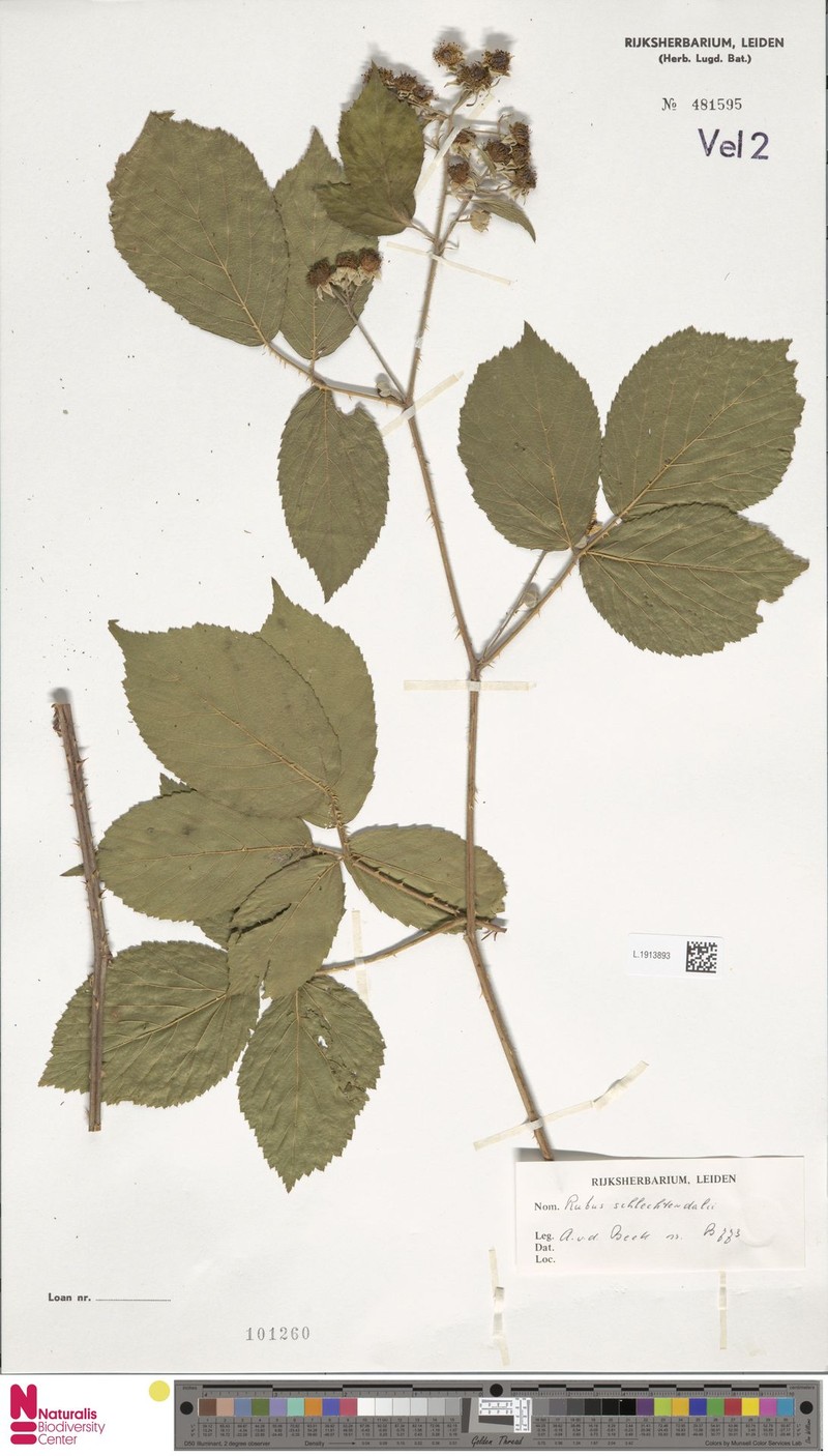 Rubus latior photo 7