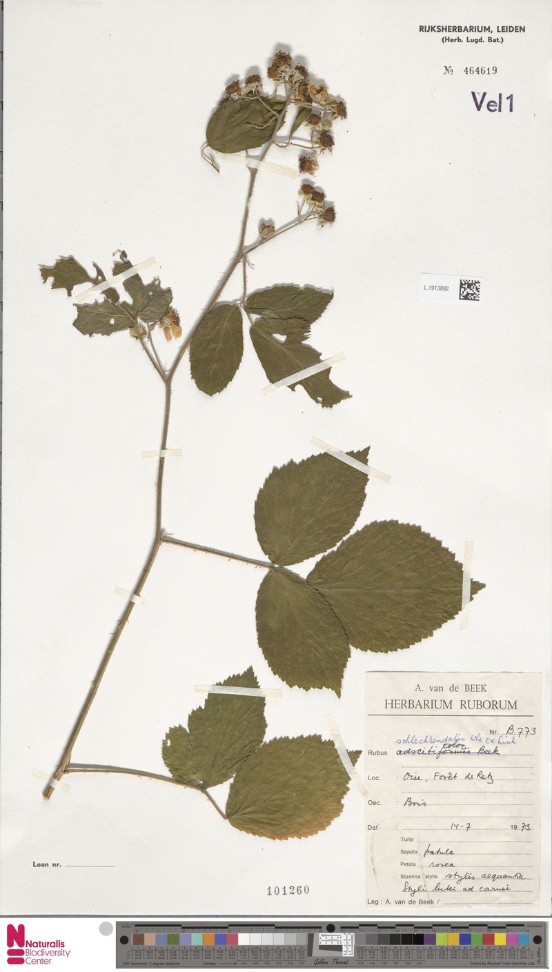 Rubus latior photo 8