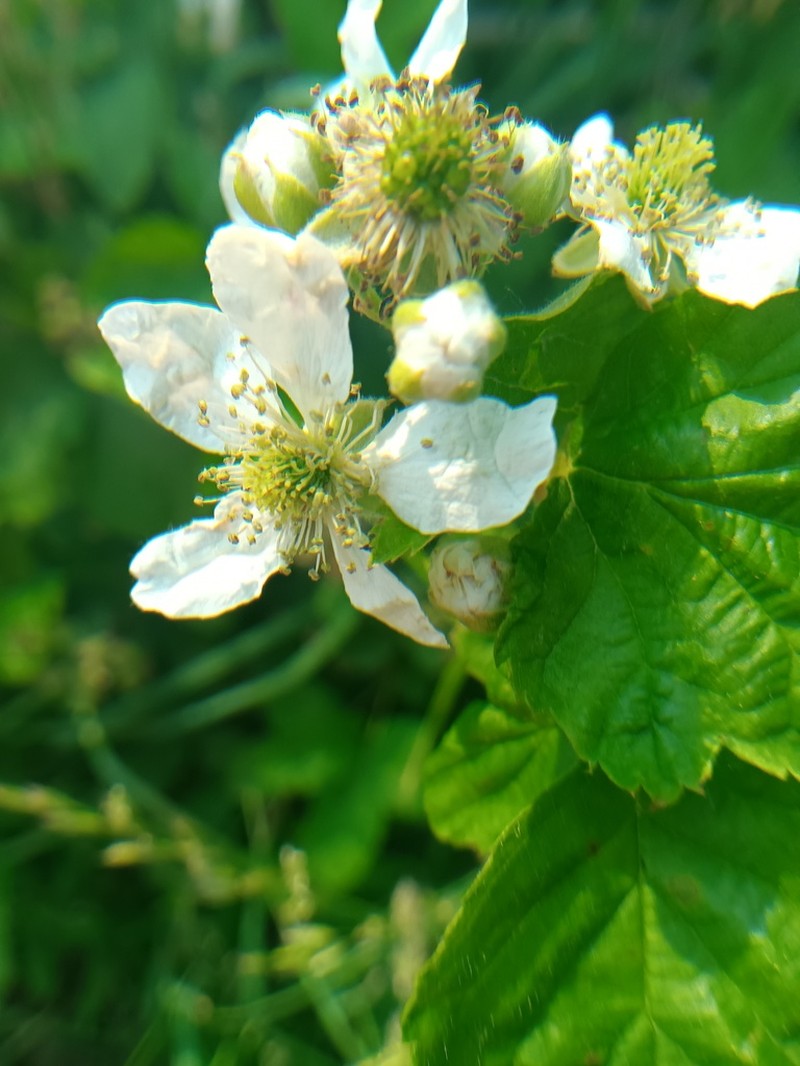 Bush's Blackberry photo 2