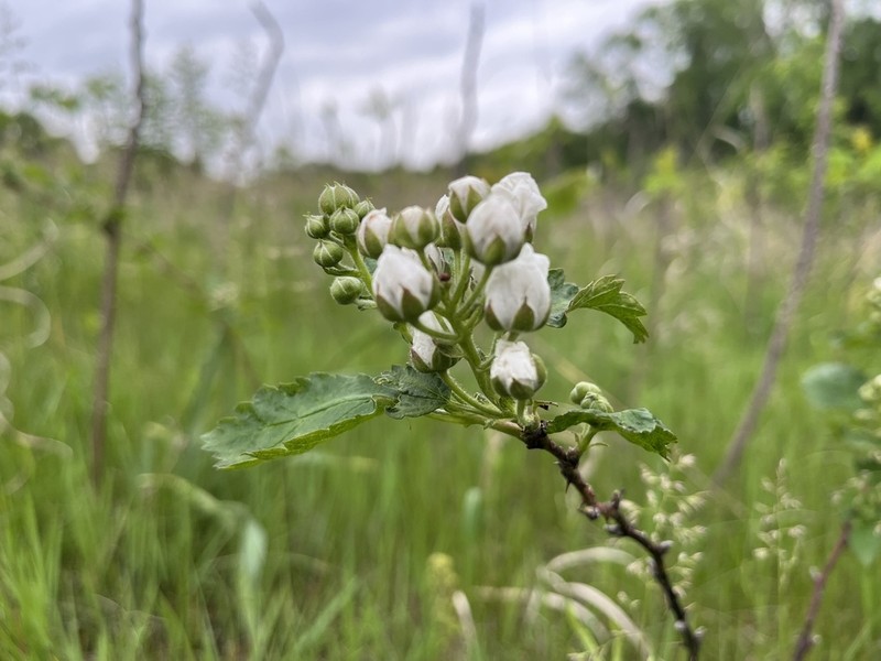 Plains Blackberry