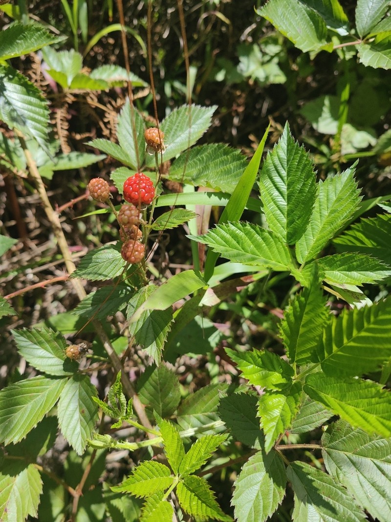 Plains Blackberry photo 4