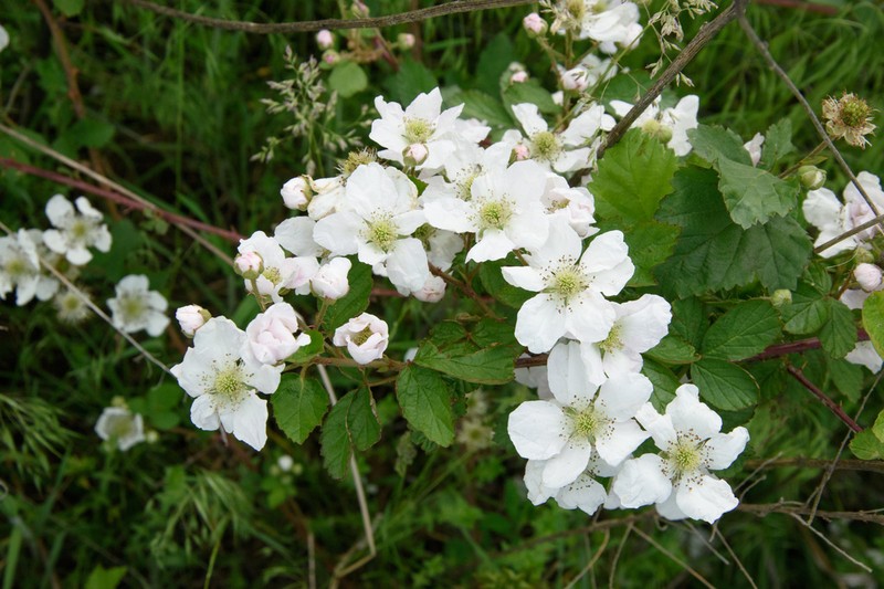 Plains Blackberry photo 8