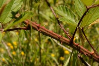 Rubus leightonii