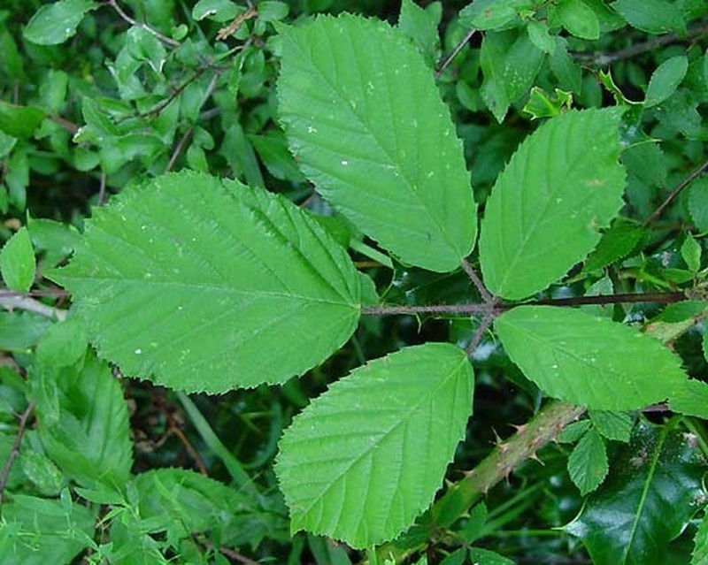 Rubus leightonii photo 2