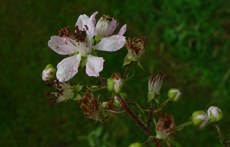 Rubus leightonii photo 3