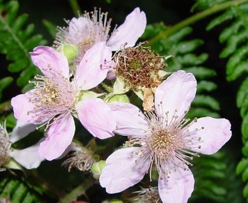 Rubus leightonii photo 4