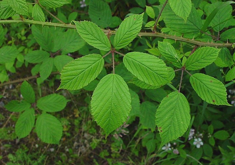 Rubus leightonii photo 5